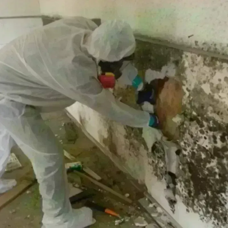 Mold Remediation and Removal in Roselle, IL